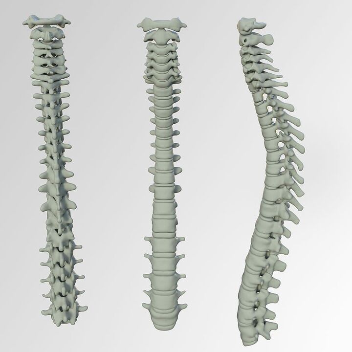 The scheme of the spine